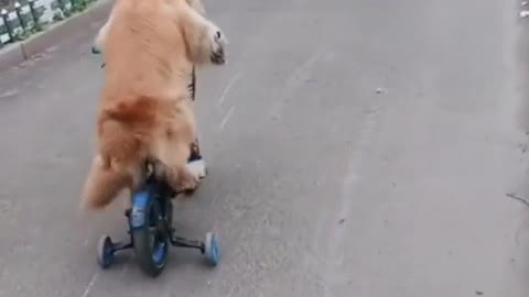 Watch this willy riding bike/funny dog