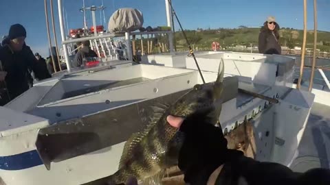 Dolphin Sportfishing! Catching Legal Size Spotted Bay Bass using #hookupbaits