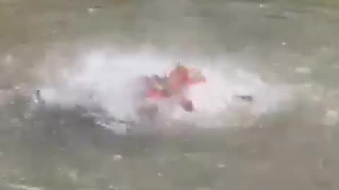 Piranhas and Alligator devour ox head in river in Brazil