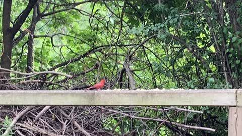 Red Cardinal and other meh birds 🤣