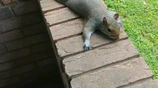 Mika The Squirrel 🐿️💖I love watching her sploots!!!