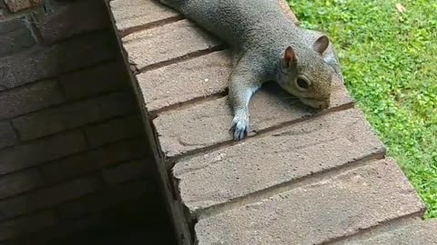 Mika The Squirrel 🐿️💖I love watching her sploots!!!