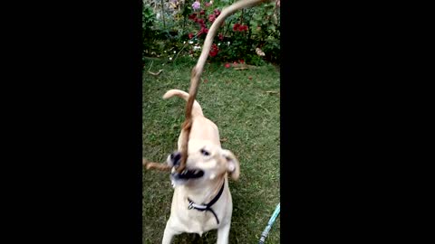 Dog playing with rope slow motion