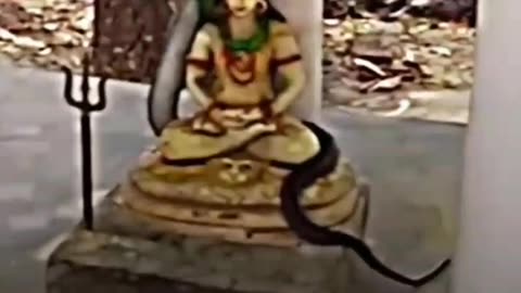 #Shiv Shankar #snake video