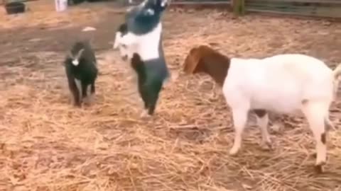 Funny animals 😄hub,funny animals club youtube, 🤣, funny animals dancing 💃😄, funny animals fighting 😄