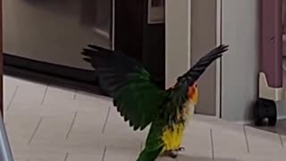 This bird is doing flips and moonwalk at the end!