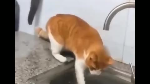 A cat steals a fish very cleverly