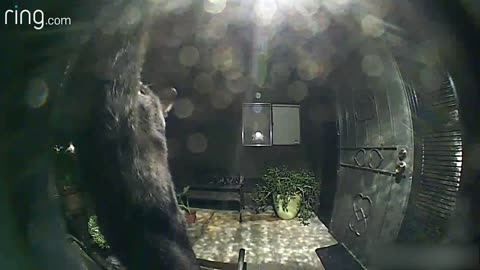No Superstition Here! Neighborhood Cat Comes By To Say Hello Via Ring Video Doorbell | RingTV