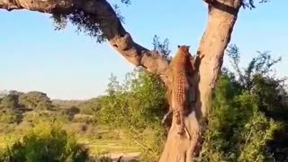 Leopard takes her kill into a tree