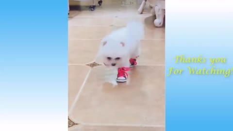 Funny dog video 2021