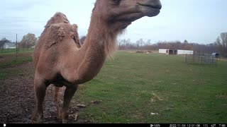 Camel Is 'Bugged'