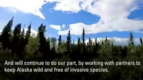 USFWS Alaska Video Submission for AK Invasive Species Workshop 2021_3