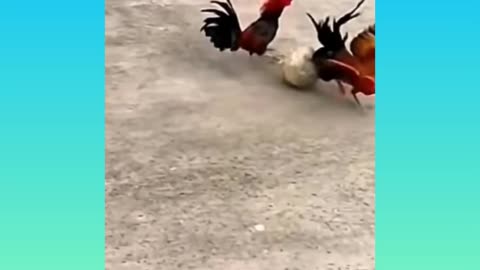 Cocks playing football