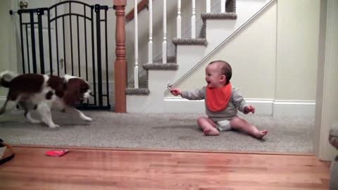 Adorable laughing baby and cavalier king Charles playing game