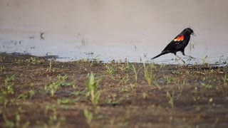 ANIMAL bird beauty