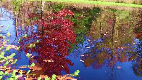 Fall Foliage Reflection in Pond - Nature Clip