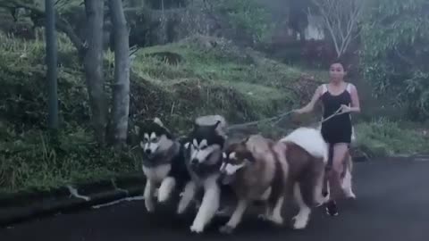 The four dogs could not run at the same time