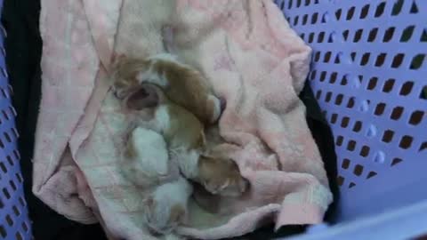 Yangon._A_stray_cat_gives_birth.