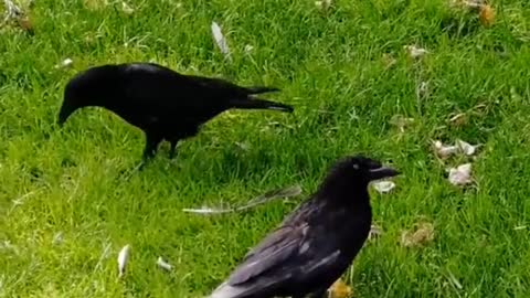 This is how I befriended my crows