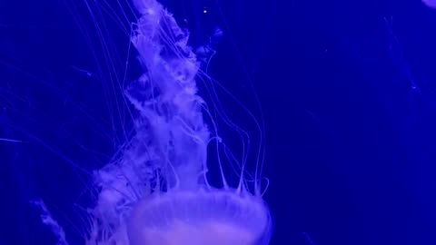 Underwater Spectacle: Mesmerizing Jellyfish in Action