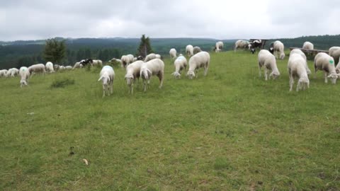 Group of sheeps