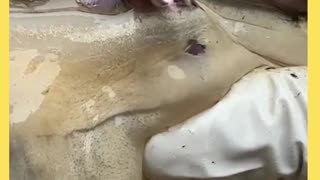 So satisfying to watch, fun with oyster, pearl extraction, oddly satisfying video