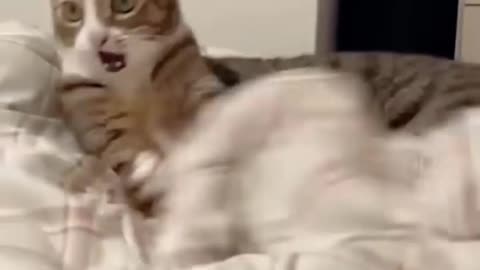 Hilarious Cats And Dogs Funny Video 😆