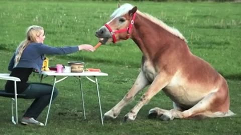 Funny and Cute Horse Videos That Will Change Your Mood For Good