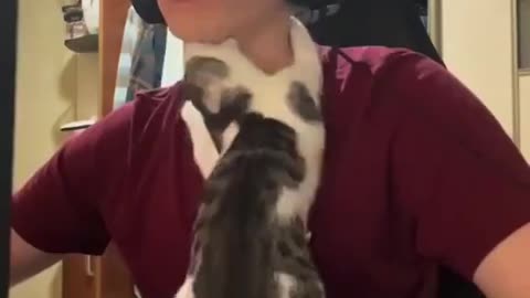 A cat that disturbs its owner