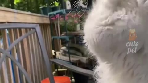 Funny and Cute Cats Videos #334