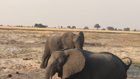 Live elephant birth