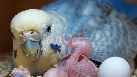 🐦 bird feeding the babay bird