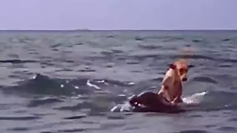 Dolphin Saves Dog a Good Feeling Kind Video to Watch- Healing