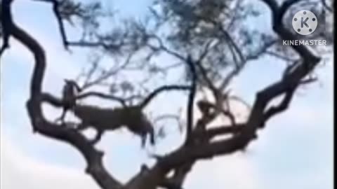 Monkey 🐒🐒🐒🐒 funny video