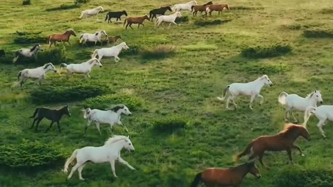 Perëndim në bjeshkët e Kukësit -- __albania _wildhorses _._horselove