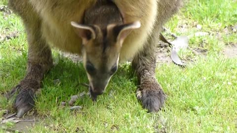 Joey Inside Mother’s Pouch