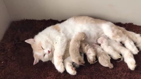 Cat Giving Birth: Cat Gives Birth To 6 Kittens