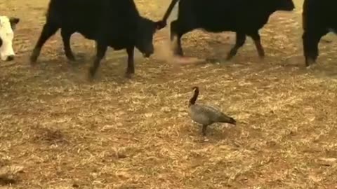 The Amazing Goose