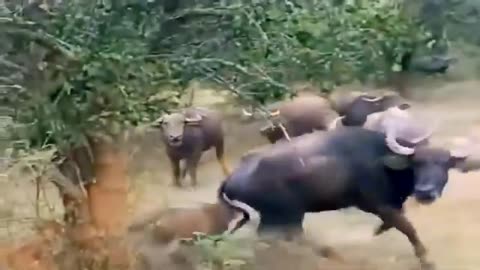 Lion attack buffalo