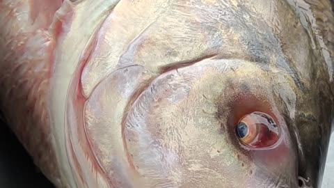 15 Kg Big Katla Carp Fish Video l Best Carp Fish Video#shorts