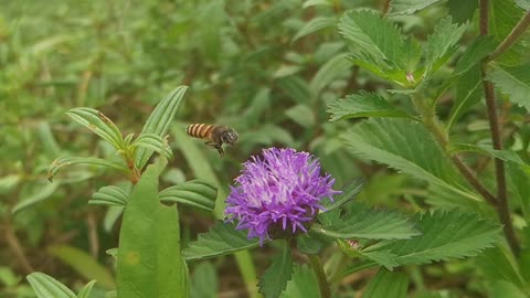 Bee collecting honey in slow motion