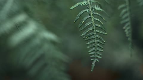 Green Tree Leaves