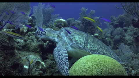 Turtle Sleeps on Reef