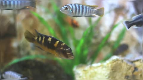 Beautiful Afra Cichlid Aquarium Indoor Cichlid Aquarium