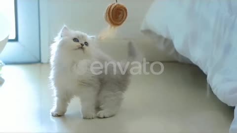 Cute Persian Kitten Playing Toy💞💖