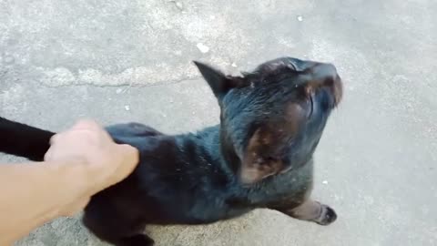 My neighbor's black cat feels so itchy