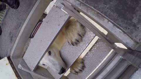 Polar Bear Encounter