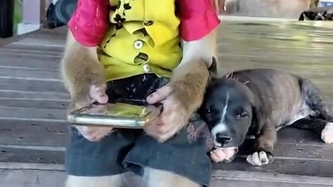 Monkey on phone with puppy