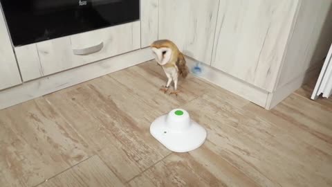 Interactive game for cats and owls