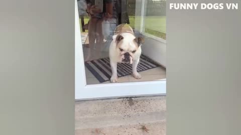 Dog funy videos